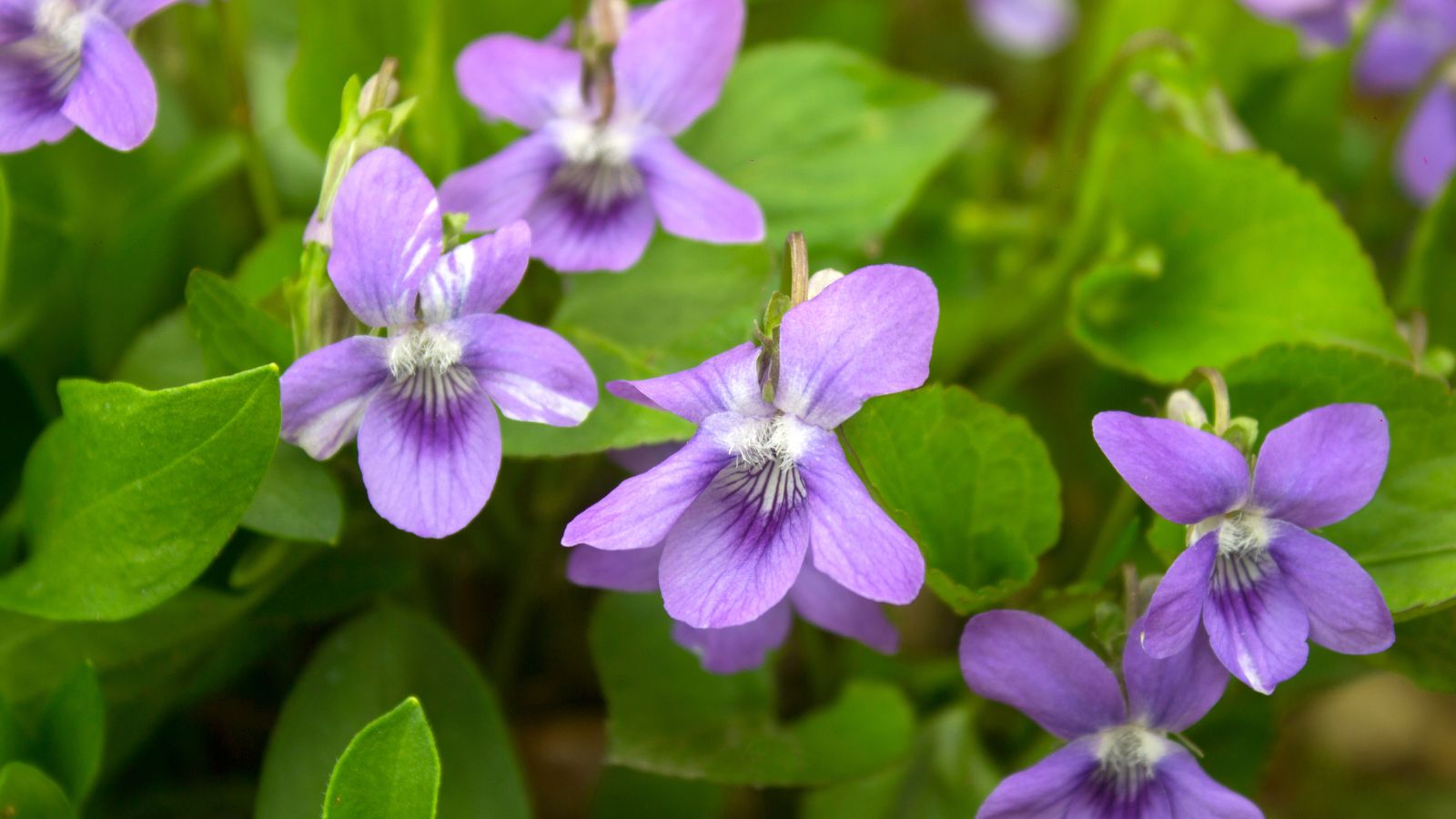 A close-up shot a small composition of small lavender colored flowers of the Viola sororia