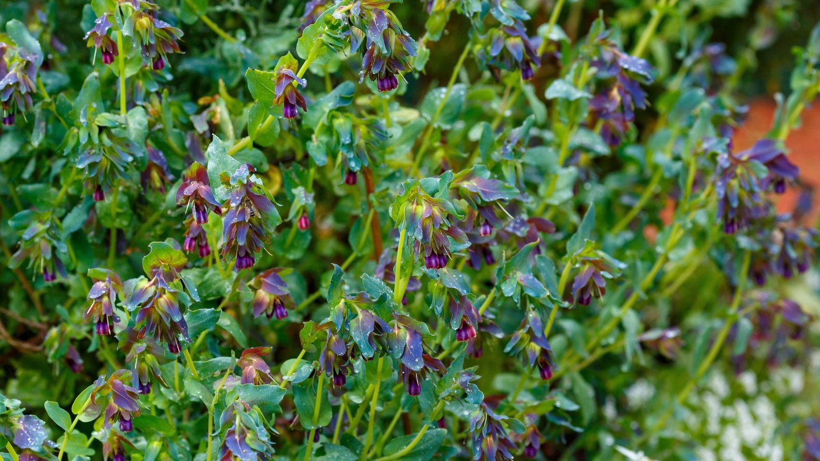 A haze of violet flowers nestles below curled bracts and gray-green, spoon-shaped leaves covered with drops of water.
A haze of violet flowers nestles below curled bracts and gray-green, spoon-shaped leaves.
Slender stems support nodding blooms in moody purple hues beneath soft, blue-green foliage.
Whorled silvery leaves cradle bell-shaped blossoms in deep blue and plum tones.
Pale stems carry teardrop flowers shaded in violet under a canopy of dusty blue-green leaves.
Waxy oval leaves surround cascading violet flowers that emerge from sculptural blue bracts.