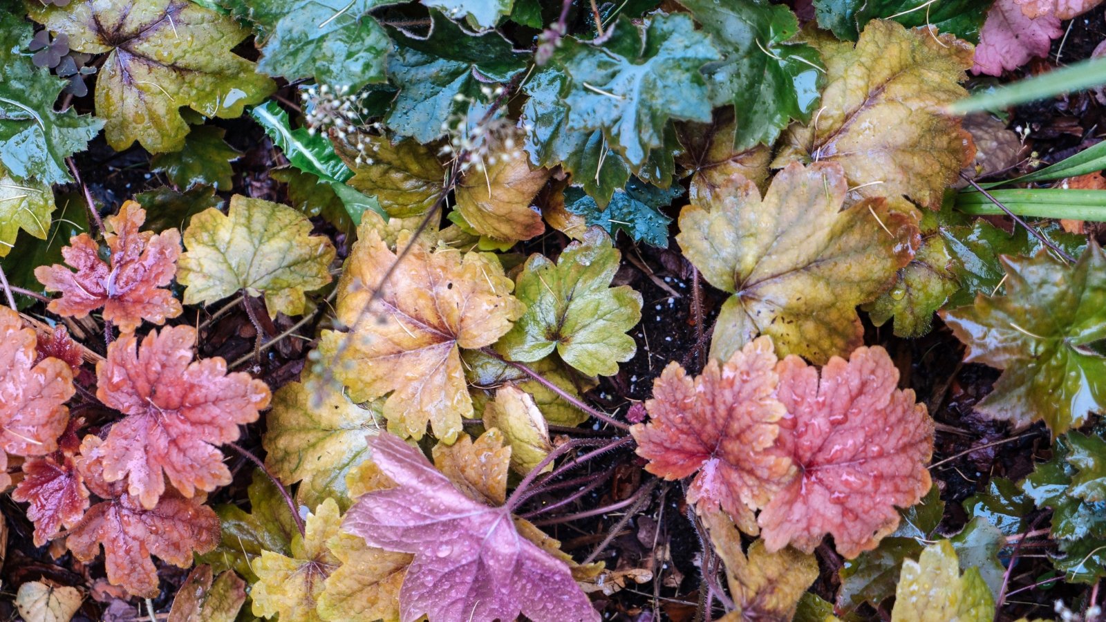 Top view of heuchera plants with colorful green, yellow, purple and pink leaves covered with water droplets, against a background of moist soil.