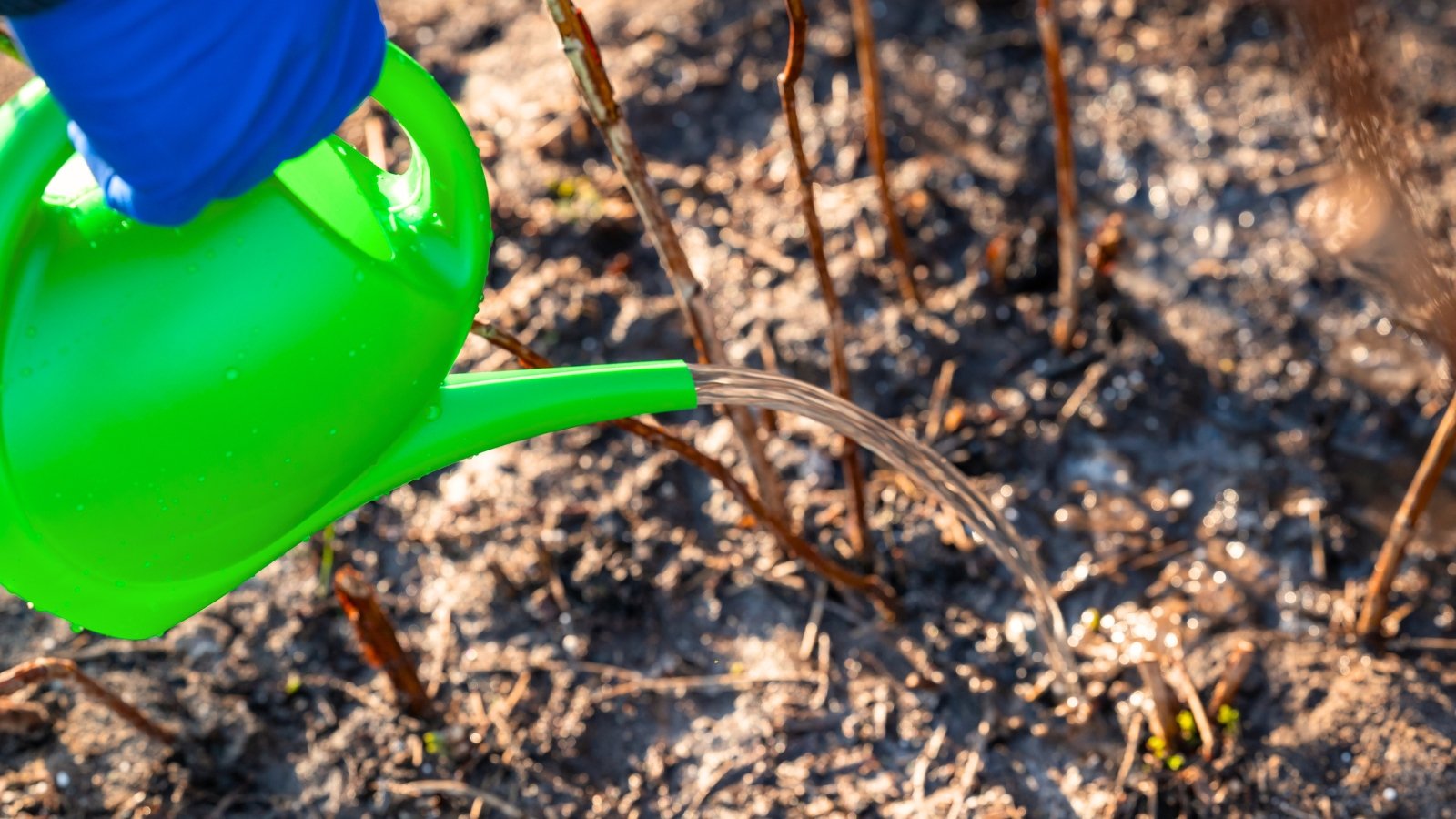 A gardener with a green watering can waters fertilized soil in a sunny garden bed.