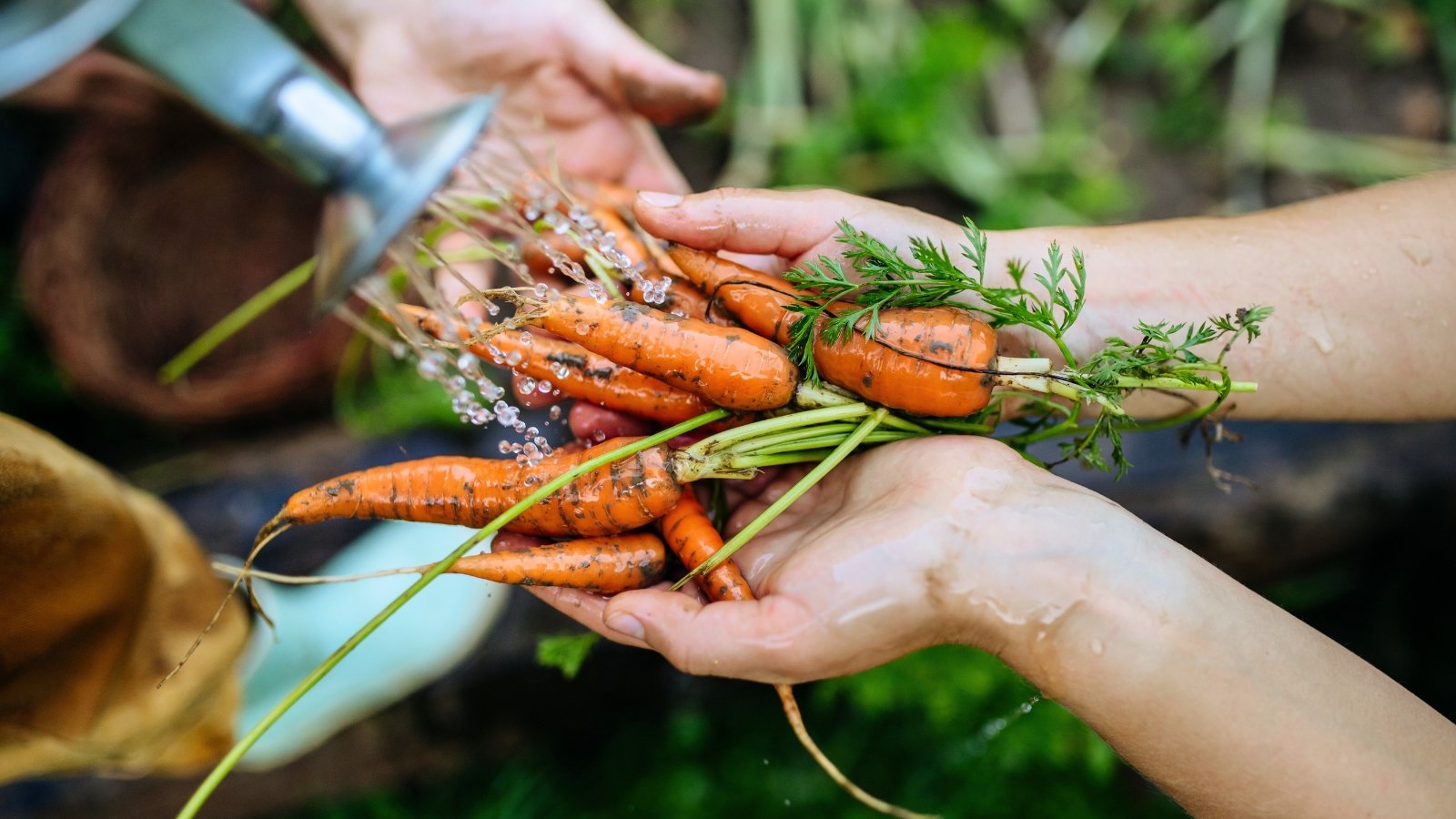 Children's hands hold young, freshly picked orange carrot roots with tapered ends and soil residue under streams of water.