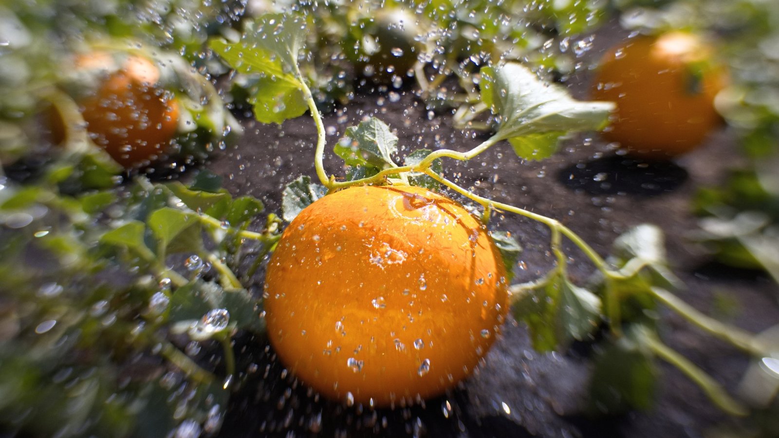 Water splashes onto a large, round, ripe, bright yellow fruit in a bed in a sunny garden.
