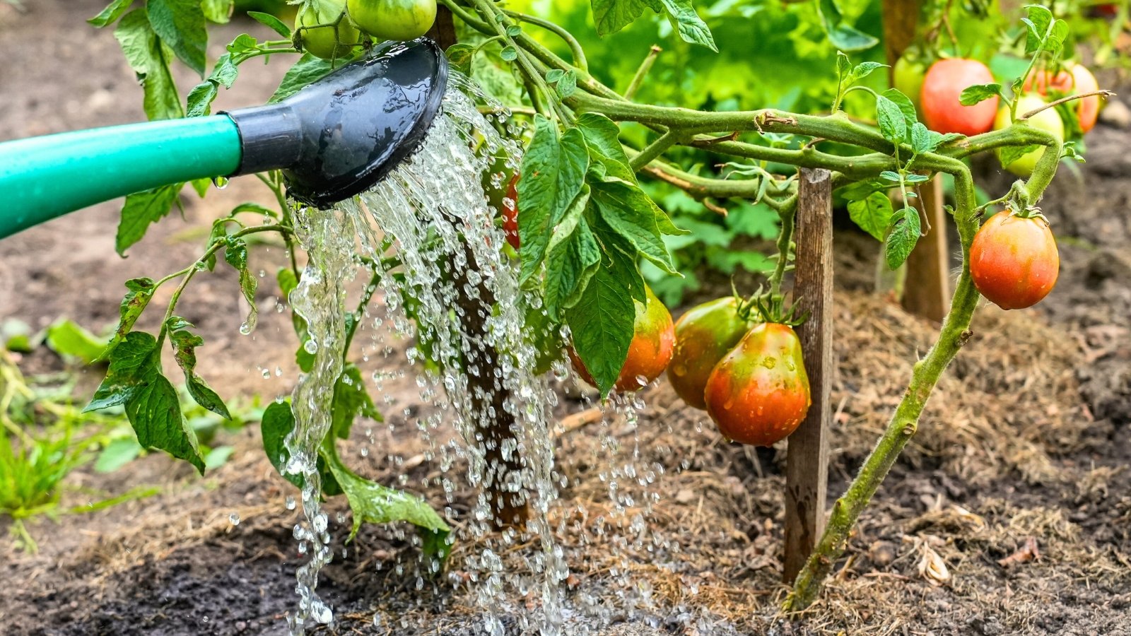 Watering a tomato plant with drooping clusters of oval green-red fruits among green foliage using a large green watering can.