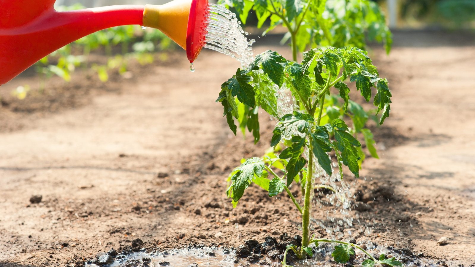 Watering a young tomato plant with an upright stem and green jagged foliage using a red watering can in the garden.