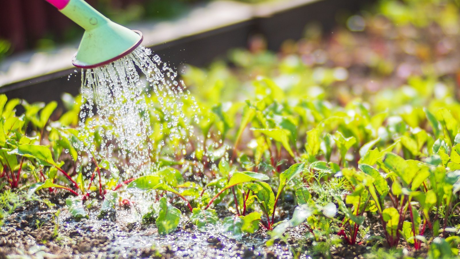 Close-up of young beetroot seedlings with purple-pink stems and green oval leaves being watered with a watering can in bright sunshine on a raised bed.