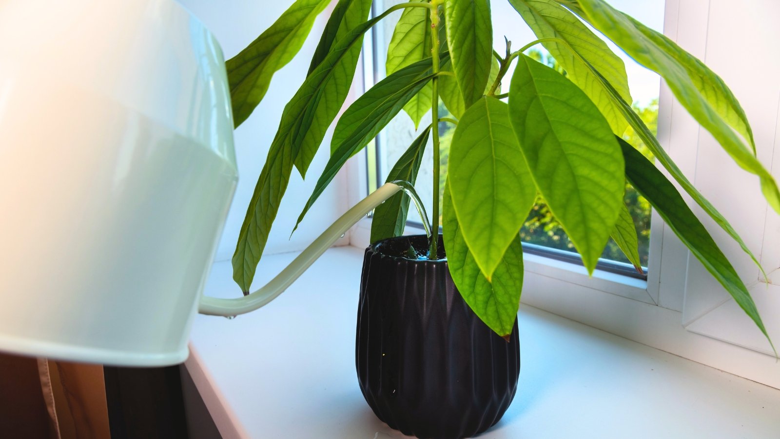 Watering a young avocado seedling with large green leaves from a white watering can on a windowsill, indoors.