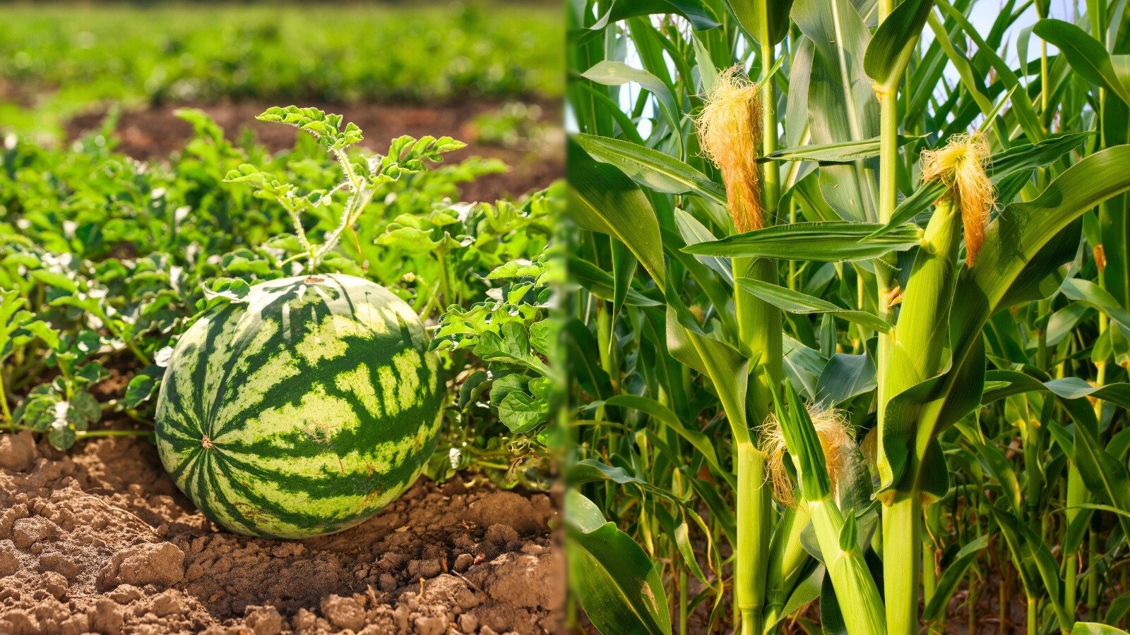 A big juicy watermelon with dark green striped skin lies on soil beside tall green corn stalks with husks and emerging golden tassels.