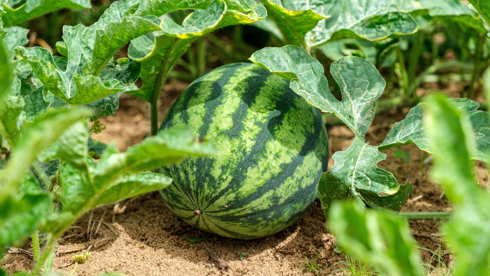 Vibrant green watermelon vine with large lobed leaves sprawling across the soil and a round striped fruit nestled among the foliage.