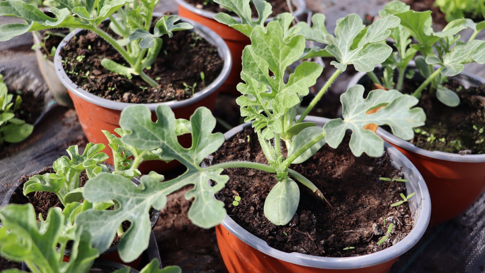 A close-up shot of several developing seedlings of a fruit, all placed in individual pots in a well lit area indoors