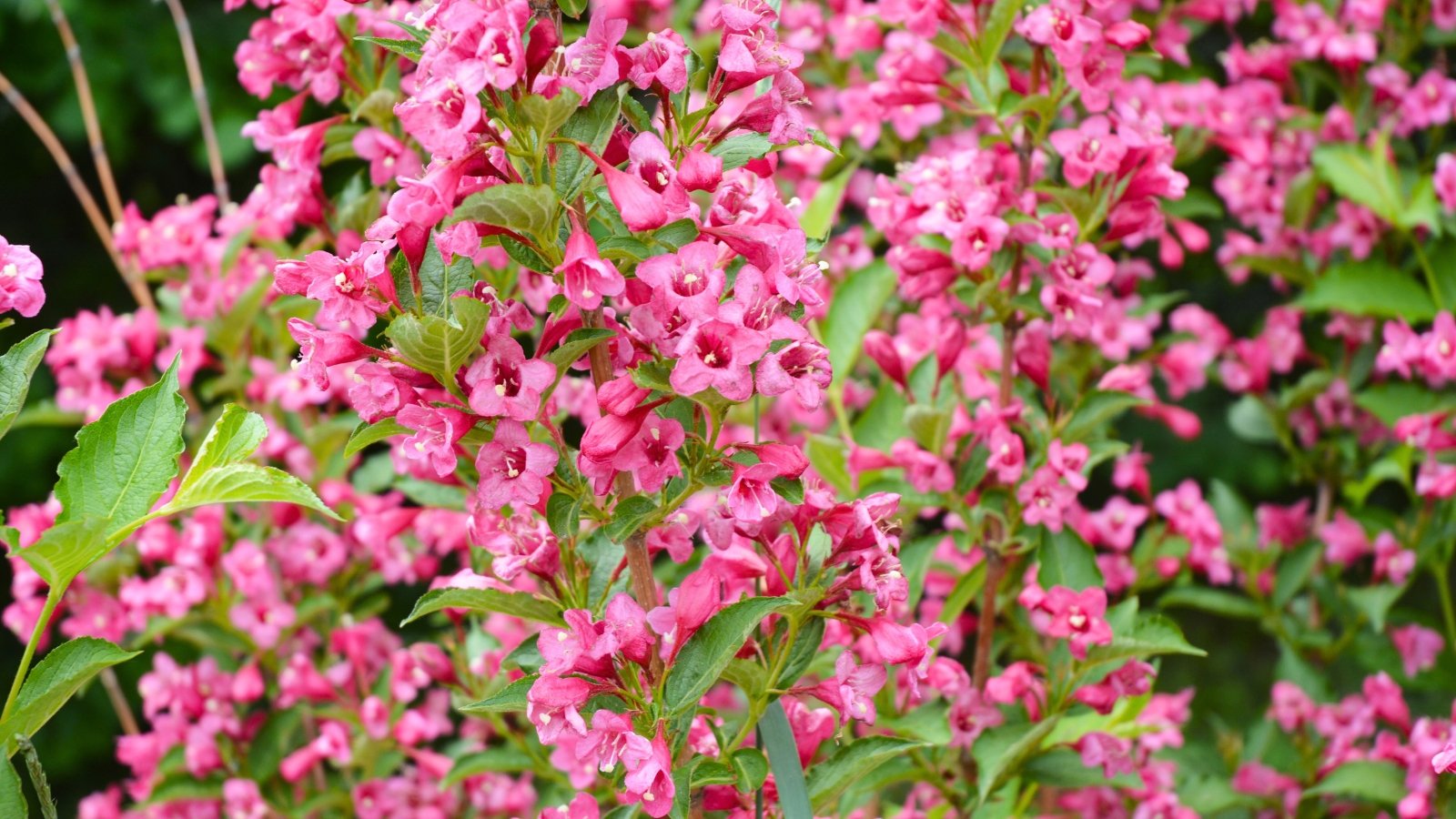 Multiple large, bell-shaped flowers in varying shades of deep pink and fuchsia cluster along slender green stems, interspersed with elliptical, deep green leaves.