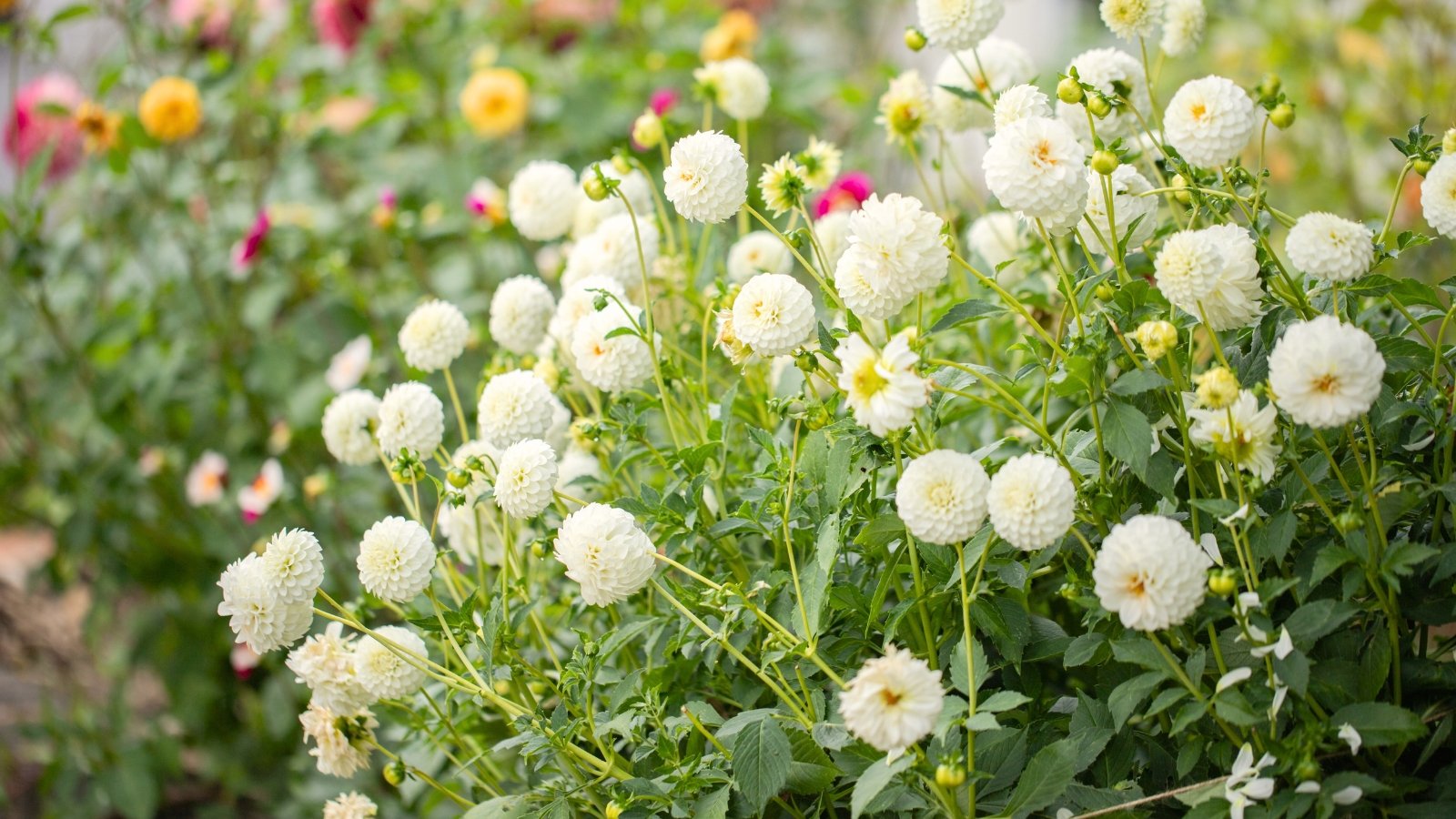 Round, tightly petaled white pompon dahlias bloom in neat globes atop slender green stems surrounded by lush foliage.
