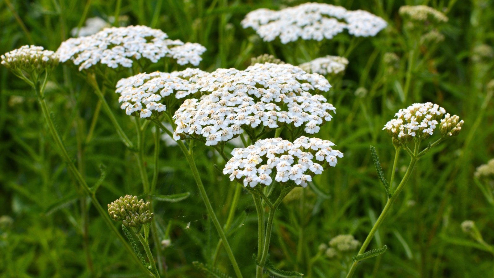 Clusters of small, white, tightly packed flowers form flat-topped blooms above feathery, fern-like green leaves.