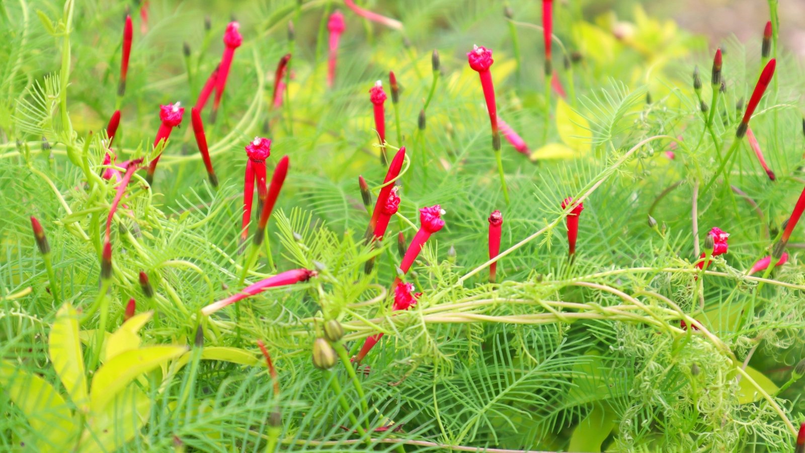 The airy texture of threadlike leaves surrounds a scattering of fading tubular leaves, bright red blossoms on delicate vines.