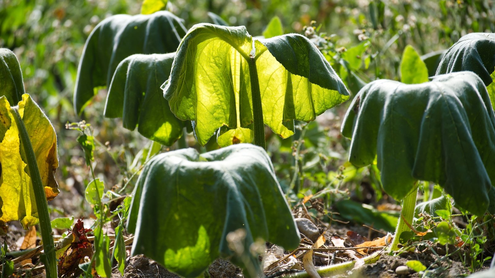 Large green leaves appear limp and drooping, with stems sagging and soil visible beneath the wilted canopy.