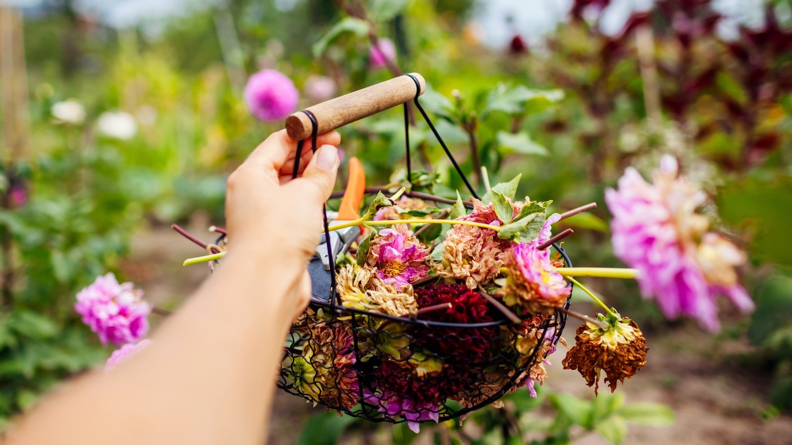 A woman shows a basket full of dead dried flower heads cut from a blooming garden against a blurred background.