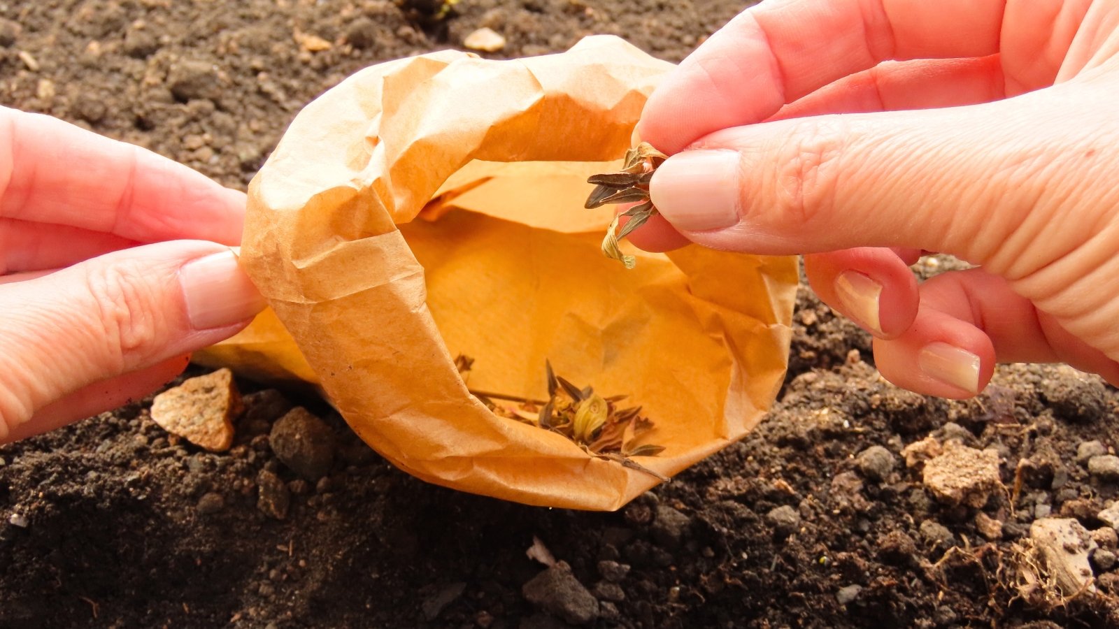 Close up of female hands holding dry zinnia seeds over a paper bag full of seeds in a flower bed ready for planting.