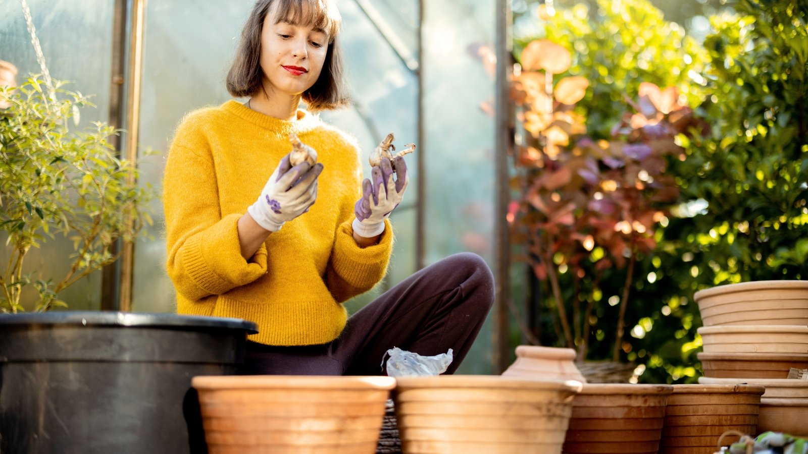 A young woman in a bright mustard colored sweater holds greyish white flower bulbs above large clay pots in a sunny garden with a greenhouse in the background.