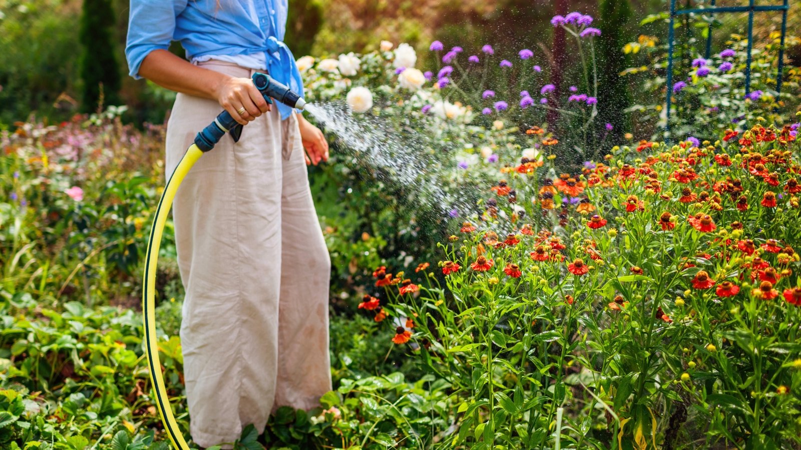 A person using a hose to shower an area with abundant blooms and many foliage in the background