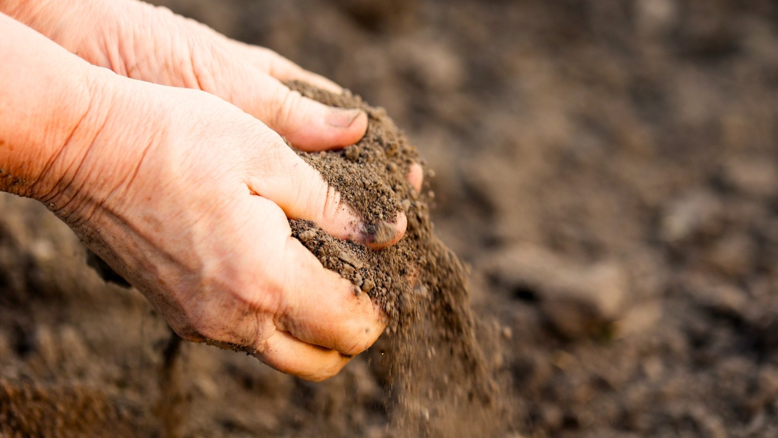 Close-up of a woman's hands checking dry, brown soil in a flowerbed in a garden.