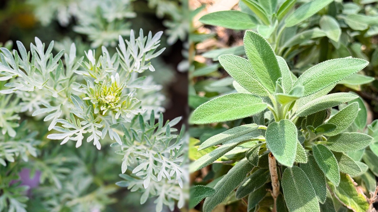 Silvery-gray, deeply lobed wormwood leaves contrast with broad, soft, green-gray sage leaves growing side by side.