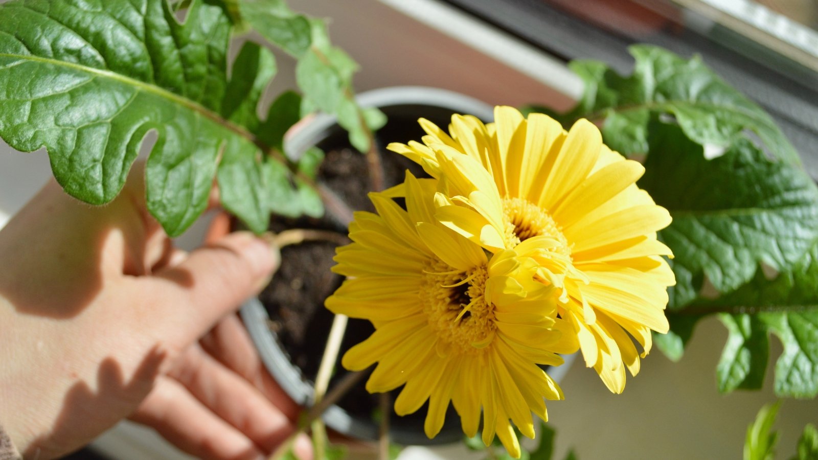Vivid yellow gerbera daisy blooms with layered petals and dark centers sit in green leafy pots on a sunny windowsill.