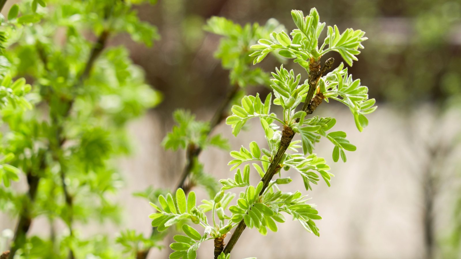 Bright green, oval-shaped leaflets emerge in alternating pairs on flexible stems.