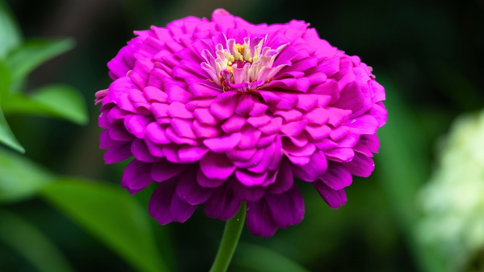 Close-up of a single large flower with vibrant deep purple petals forming a full, layered bloom.