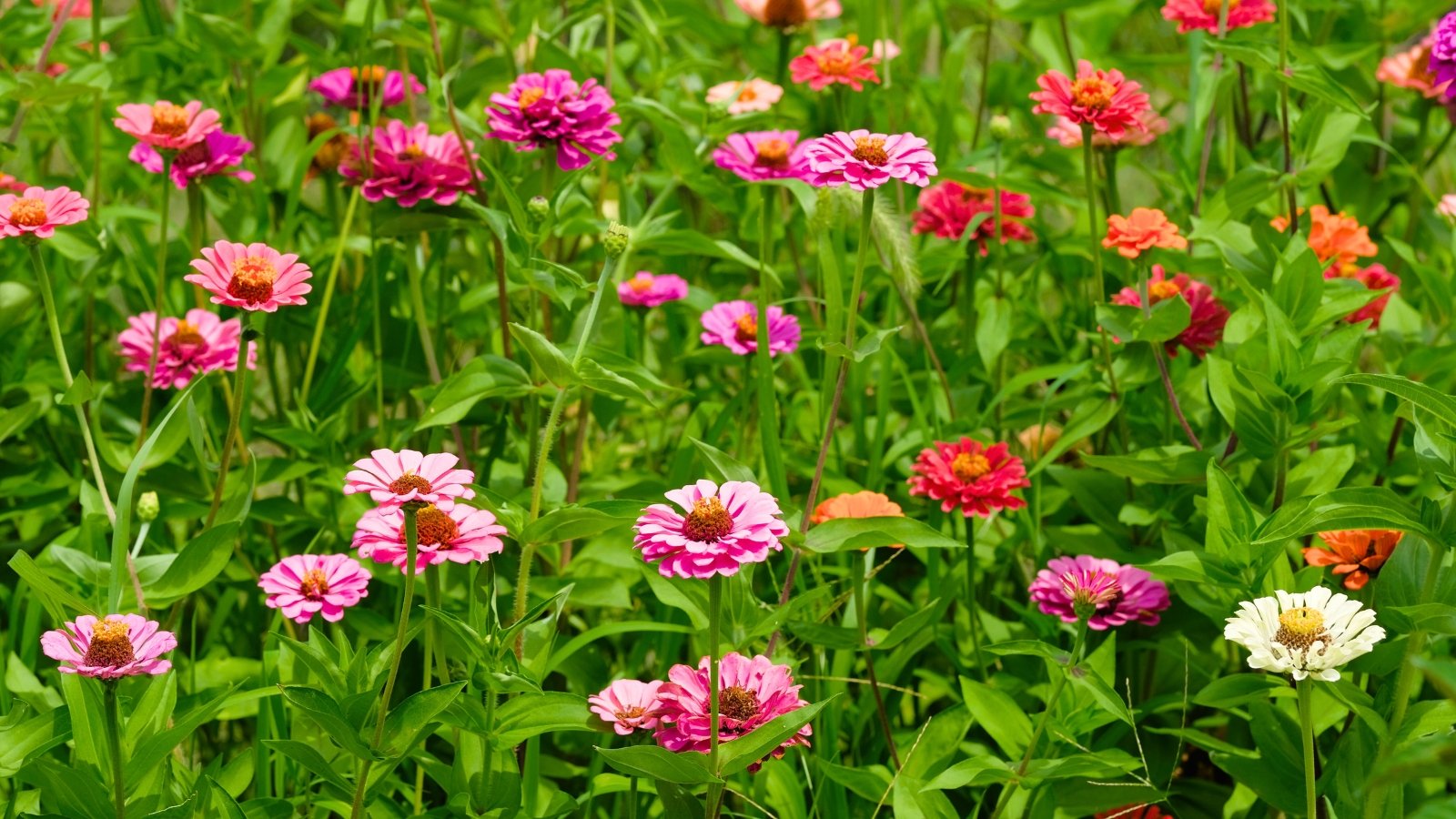 Bright, layered flowers in red, pink, orange, and white bloom above rough, oval green leaves on sturdy stems.