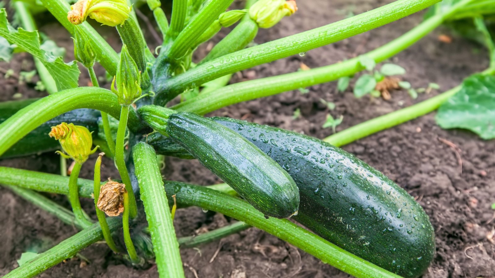 Close-up of watered ripening dark green elongated fruits on strong thick stems, covered with drops of water.