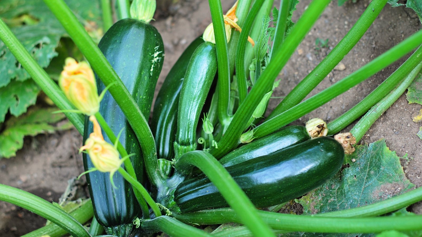 Strong green stems hold large dark leaves, bright yellow flowers, and elongated dark green fruits.