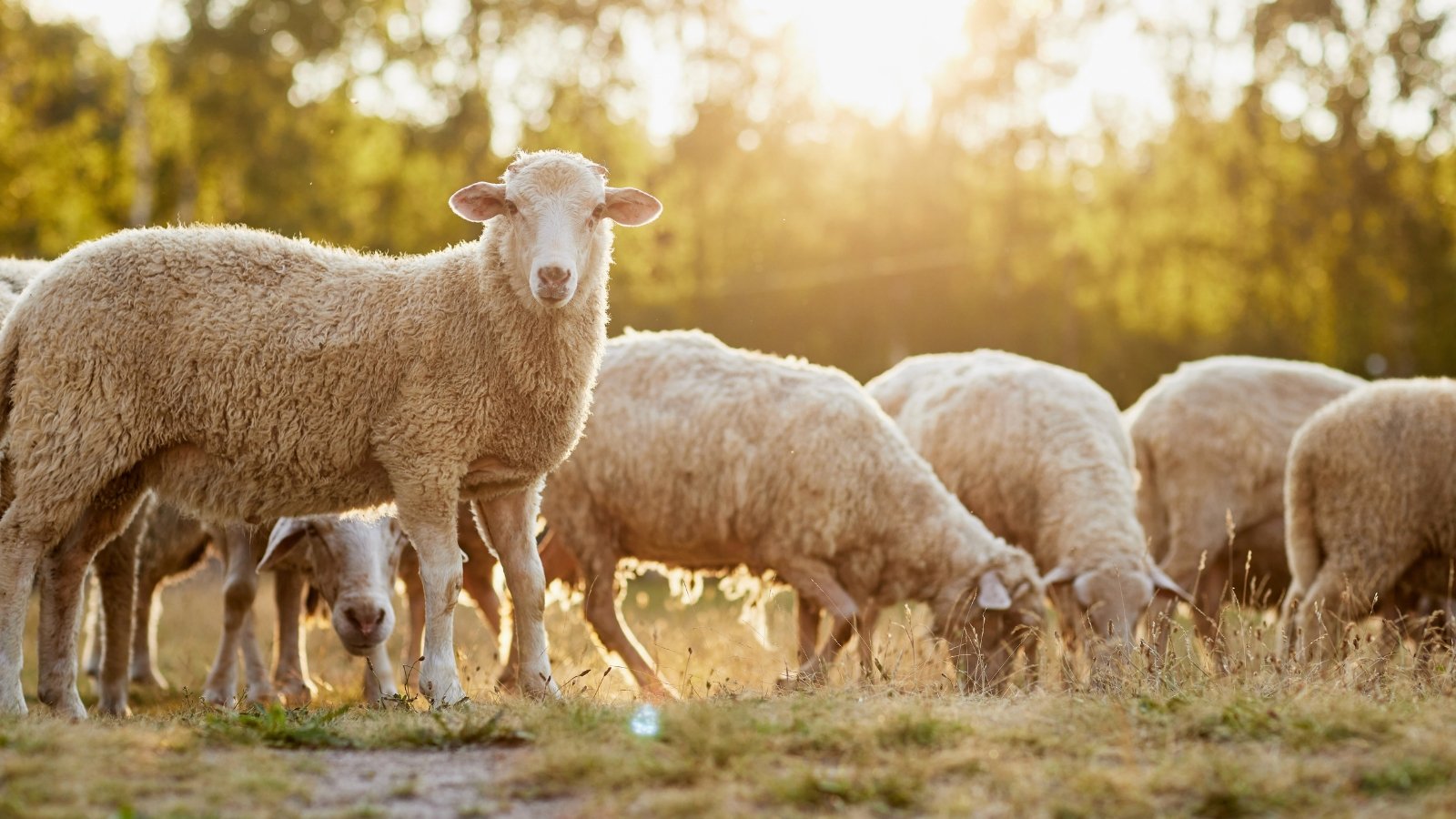 A herd of sheep with thick woolly coats walks freely across a grassy farm pasture under an open sky.
