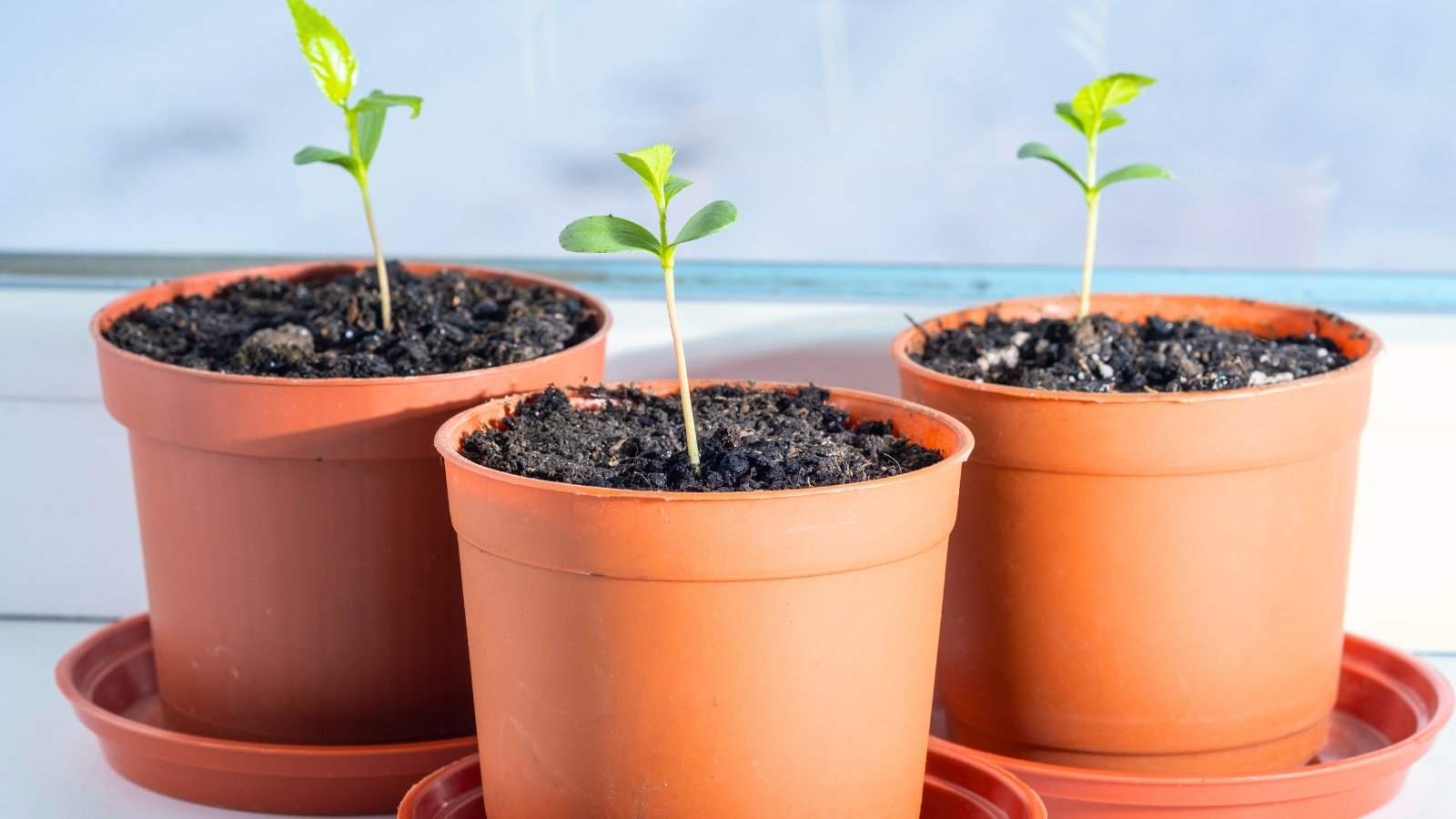 Three apple tree seedlings grew from seeds with smooth, oval-shaped green leaves sprouting from fresh soil in terracotta pots on a sunny windowsill.