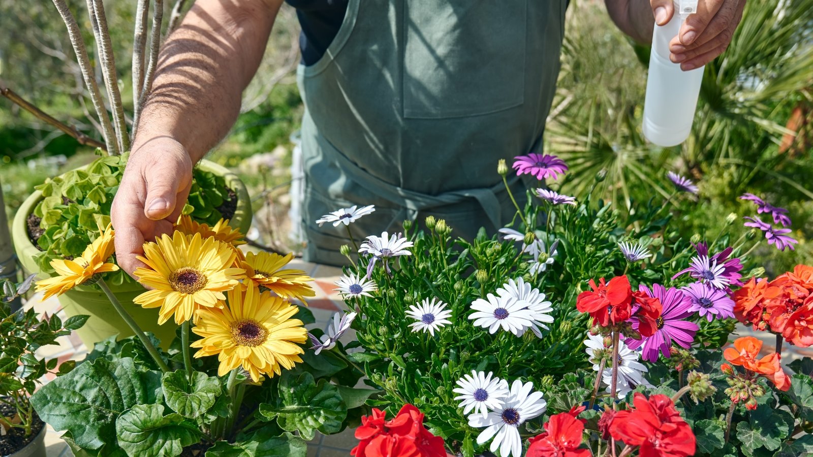 Gardener using a white plastic sprayer to apply fertilizer on yellow gerberas and other flowering potted plants in a sunny garden.