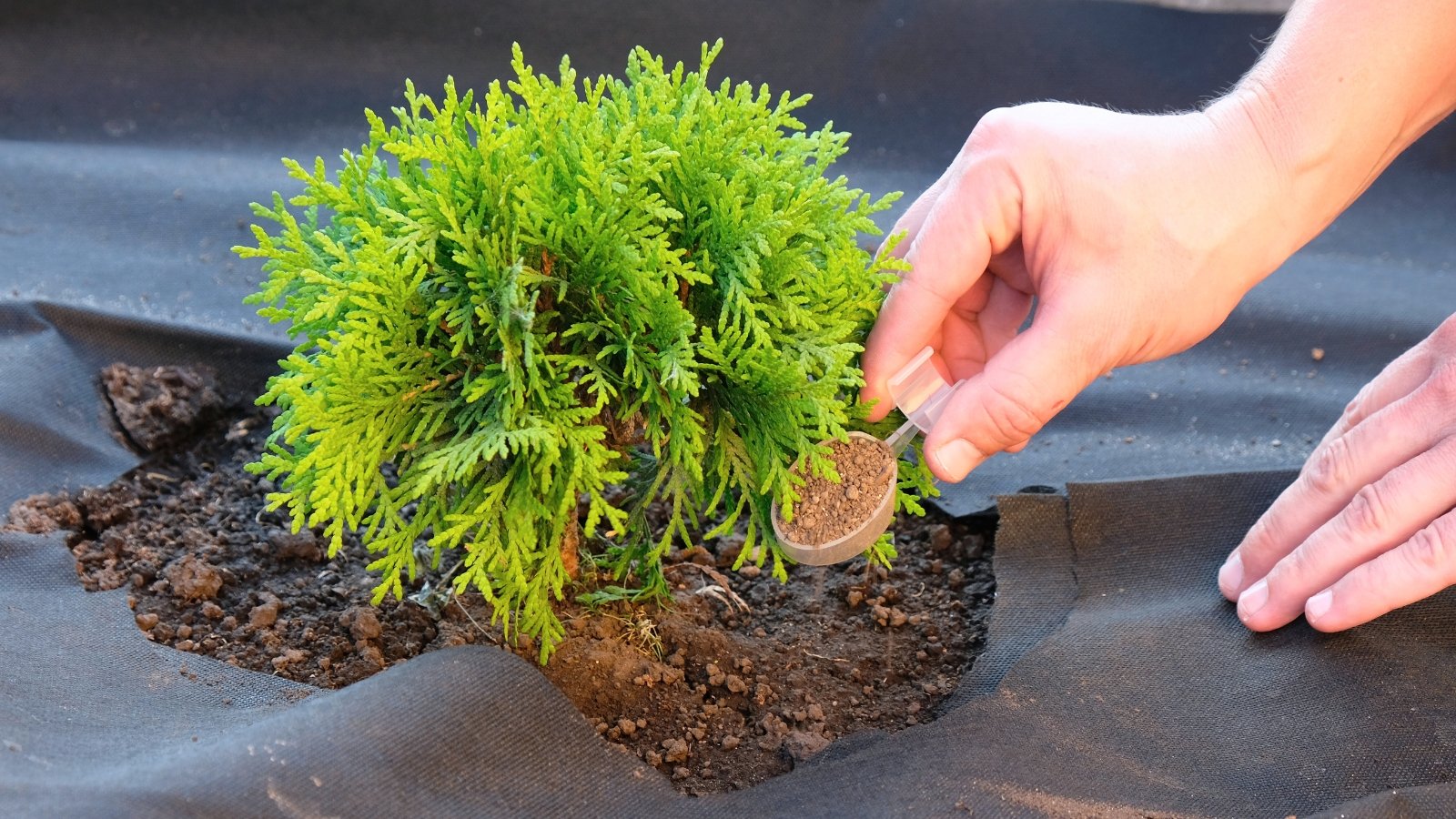 A woman applies brown crumbly organic fertilizer using a plastic measuring spoon to a young, newly transplanted coniferous tree with bright green scale-like leaves.