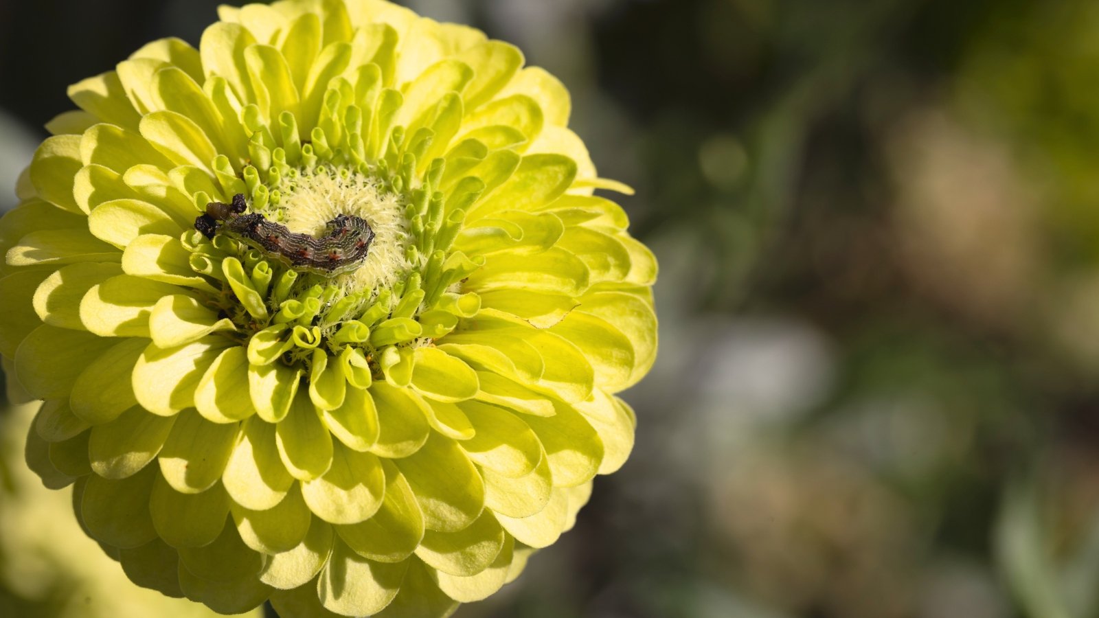 A green armyworm with dark stripes crawls across the pale lime petals of a zinnia flower on a blurred background.