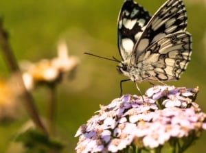 A marbled white butterfly perched on a common yarrow flower, showcasing the charm that helps attract underappreciated pollinators.
