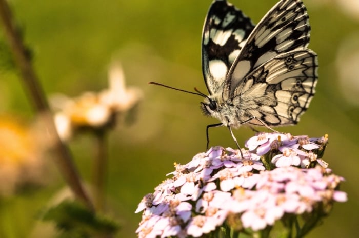 A marbled white butterfly perched on a common yarrow flower, showcasing the charm that helps attract underappreciated pollinators.