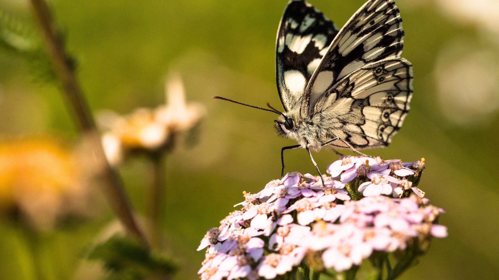 A marbled white butterfly perched on a common yarrow flower, showcasing the charm that helps attract underappreciated pollinators.