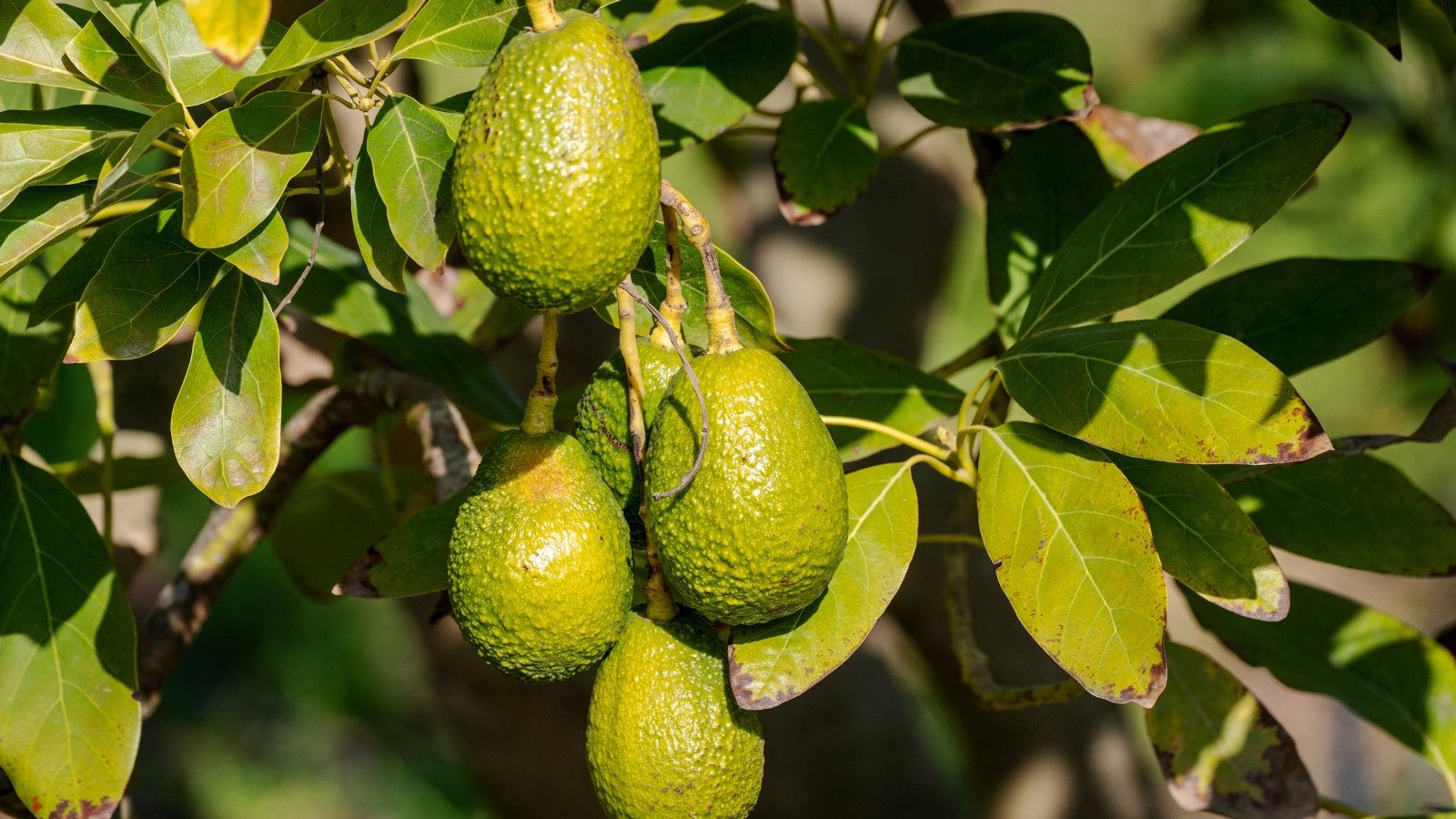 Avocados with rough, dark green skin hang from sturdy stems amid dense, leathery green foliage on the tree.