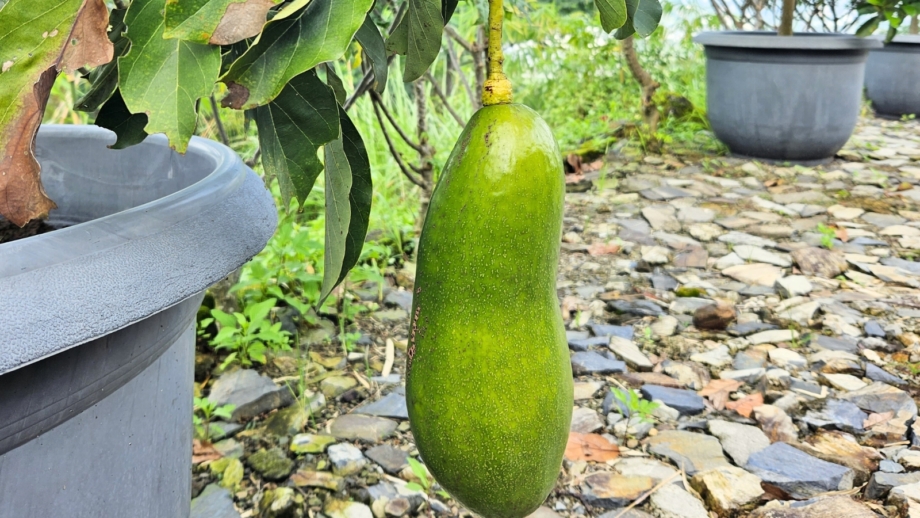 How to Plant, Grow, and Care For Avocado Trees in Pots and Containers