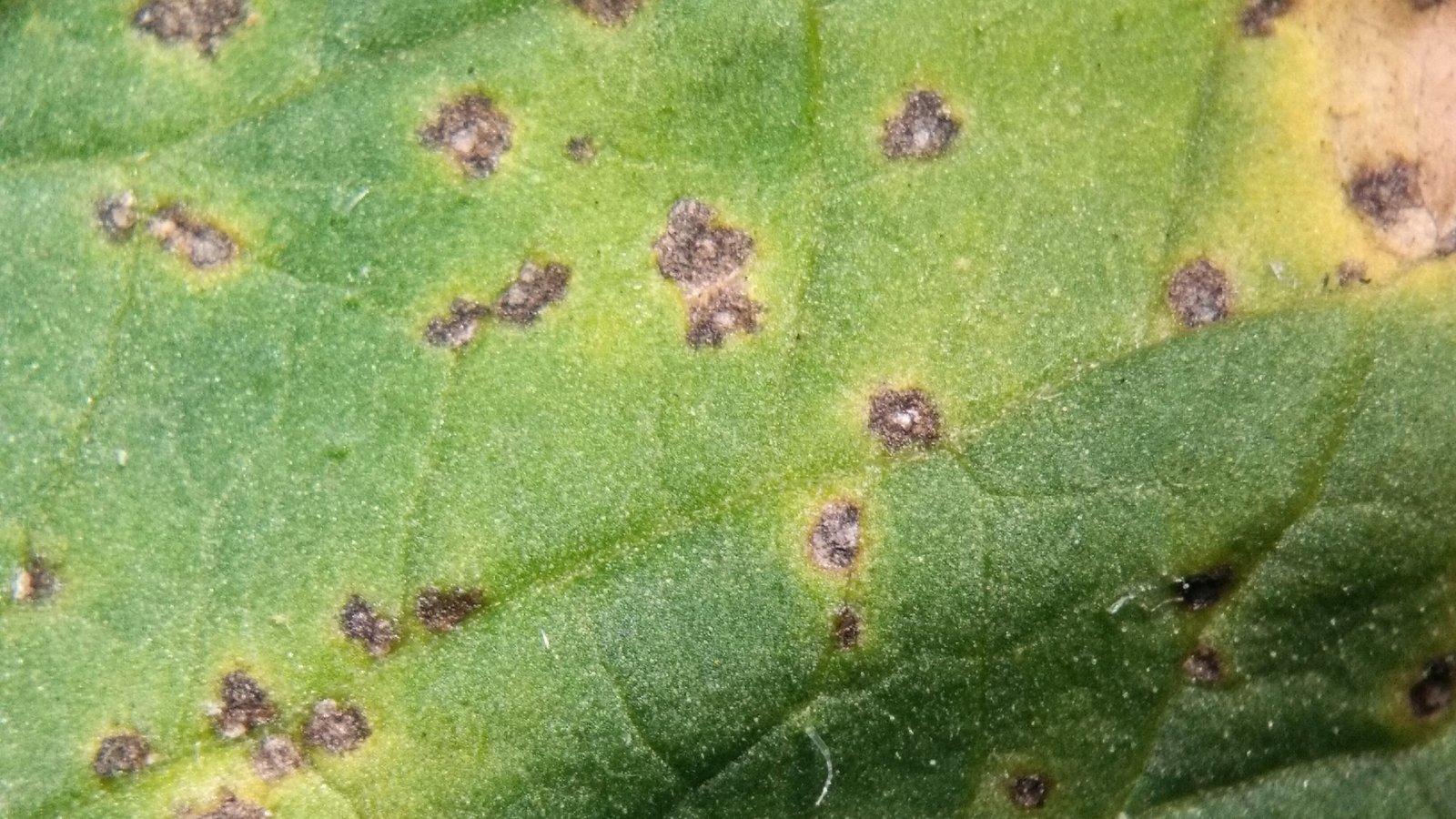 Close-up of a green leaf covered with irregular brown spots with yellowish halos due to bacterial leaf spot disease.