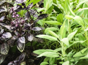 Sage and purple basil plants are companions growing side by side in an herb garden, with velvety gray-green leaves contrasting deep purple foliage.