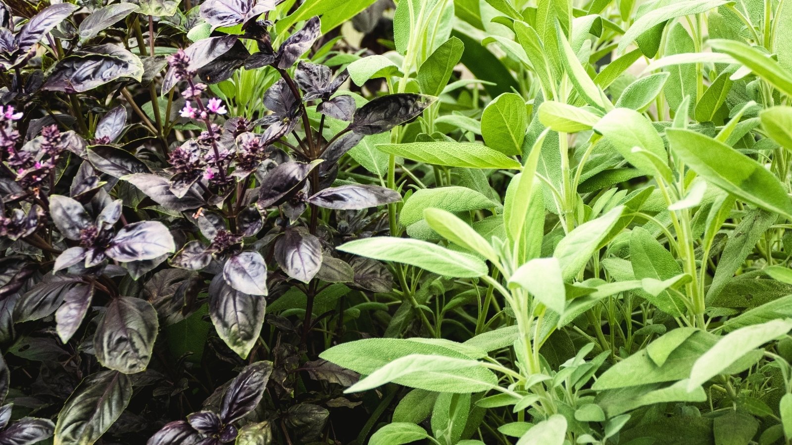 Sage and purple basil plants are companions growing side by side in an herb garden, with velvety gray-green leaves contrasting deep purple foliage.