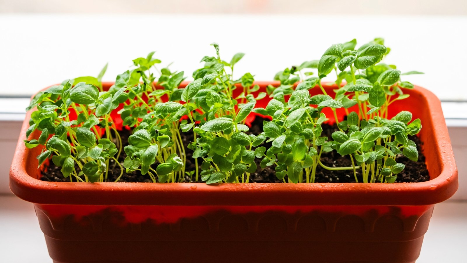 A rectangular planter filled with numerous small, bright green sprouts, their leaves catching the light.