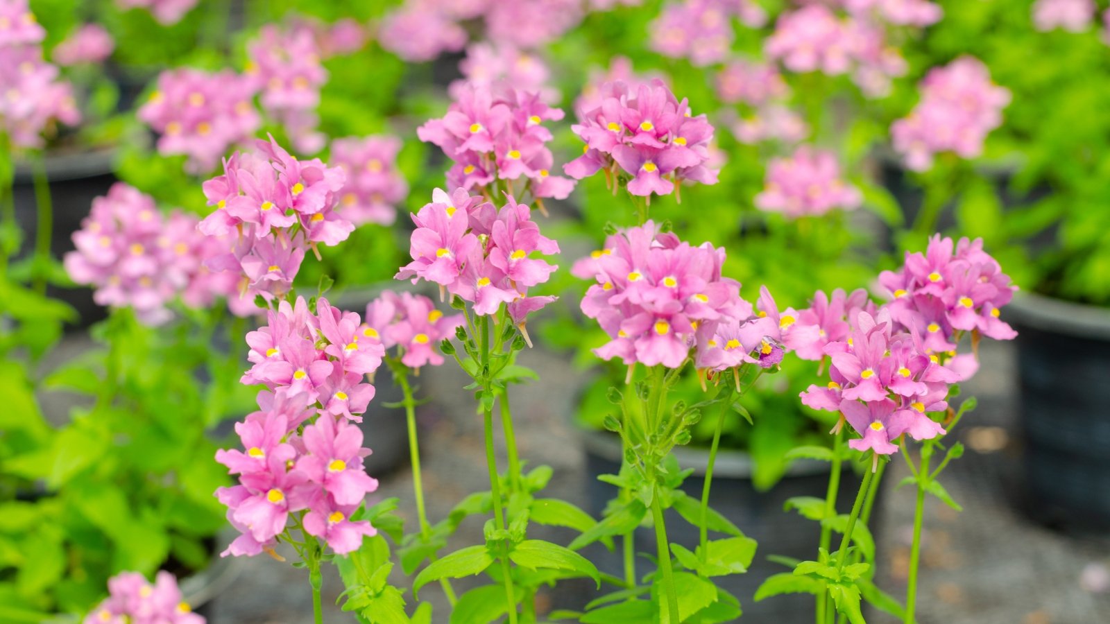 Delicate flowering seedlings with clusters of small, lipped blossoms of delicate lavender atop upright, slender stems with serrated green foliage in small black plastic pots at a garden centre.