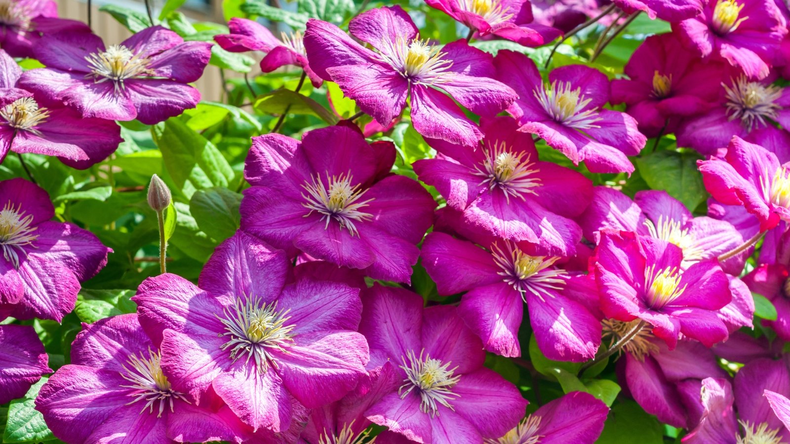 Beautiful bright pink clematis flowers with wide, overlapping petals bloom against a backdrop of green foliage and twining vines.