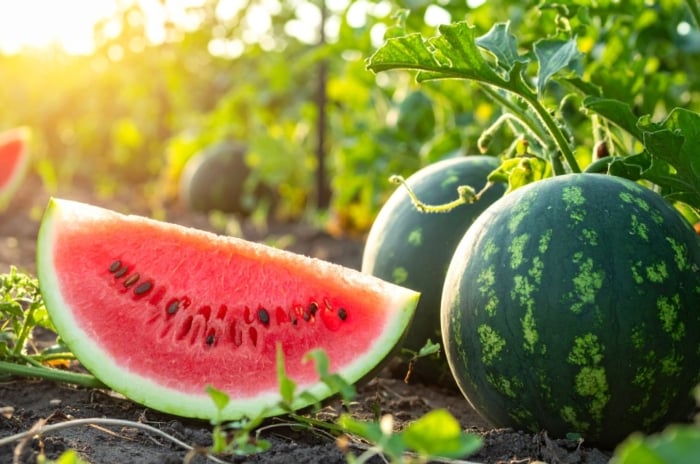 In a sunny garden bed, big juicy watermelons with dark green striped skin ripen beside a cut slice showing bright pink flesh and rows of small black stones.