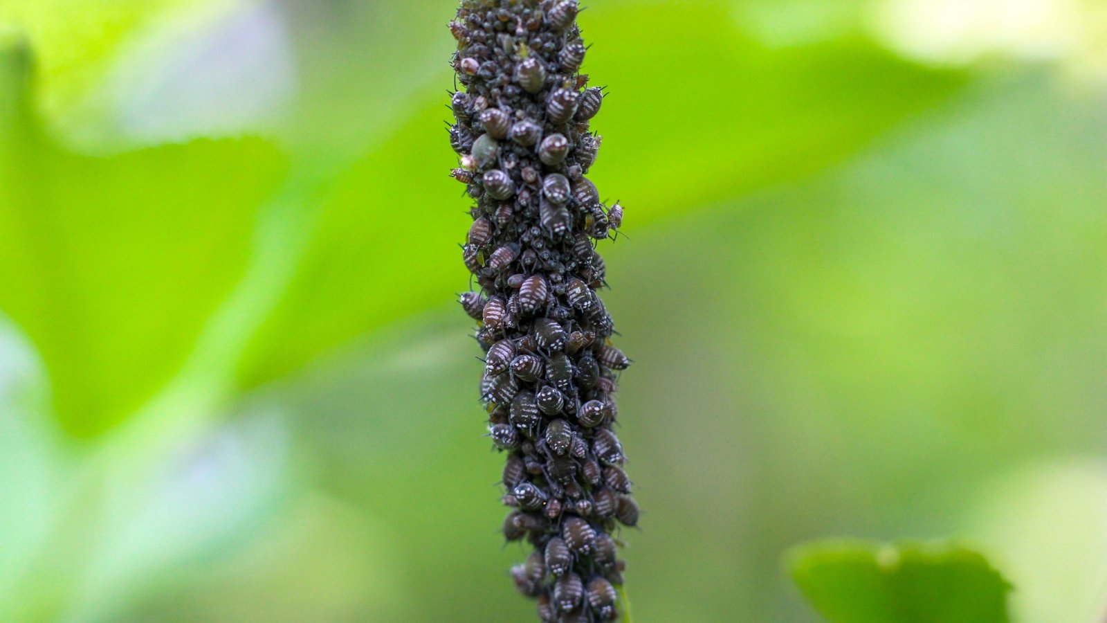 Clusters of tiny, shiny black insects with oval, soft bodies crowd along a green stem.