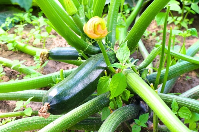 Black Beauty zucchini plant with dark green glossy leaves, sturdy stems, vibrant yellow flowers, and deep green nearly black fruits.