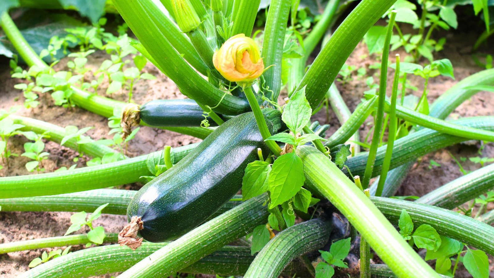 Black Beauty zucchini plant with dark green glossy leaves, sturdy stems, vibrant yellow flowers, and deep green nearly black fruits.